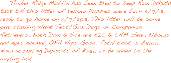                         

    Timber Ridge Muffin has been Bred to Deep Run Dakota East SH this litter of Yellow Puppies were born 5/7/13,
ready to go home on 6/7/2013. This litter will be some out standing Hunt Test/Gun Dogs or Companion Retrievers. Both Dam & Sire are EIC & CNM clear, Elbows and eyes normal, OFA Hips Good. Total cost is $1000. Now accepting Deposits of $250 to be added to the waiting list.

      
￼

                 